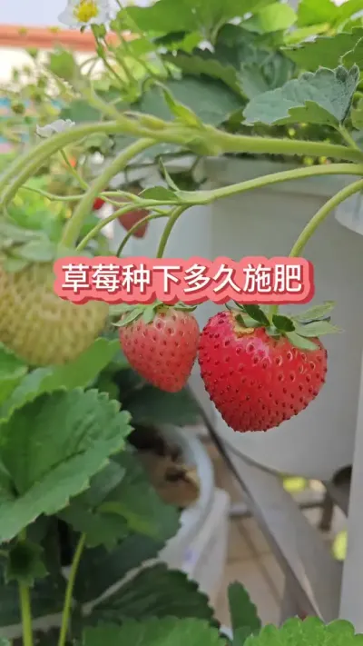 ��ݮ����ȥ��ÿ���ʩ������ݮʩʲô������ݮ������Ҫ��#��ݮ�� #���Բ�ݮ #��ݮݪֲ #�ֲ�ݮ #��ݮʩ��