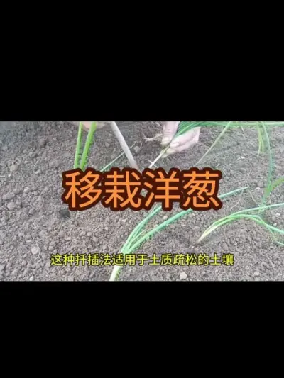 ���Է�������У�2024�꣩