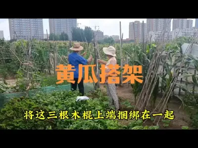 (������)�ƹ�������A�ͼ�