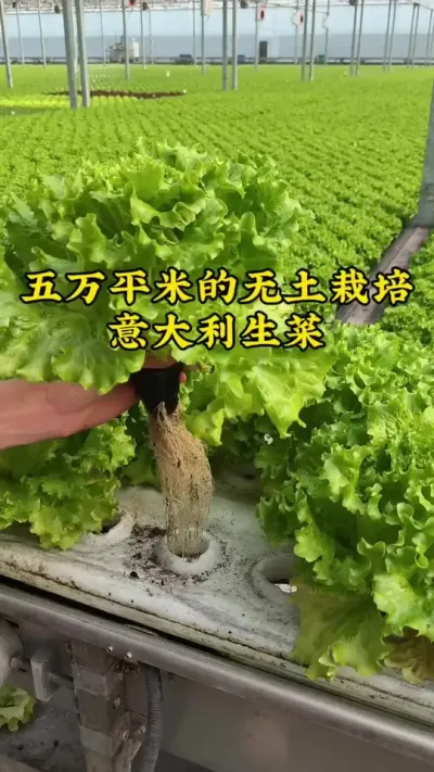 #����ݪֲ #��ũݪֲ #����ݪֲ