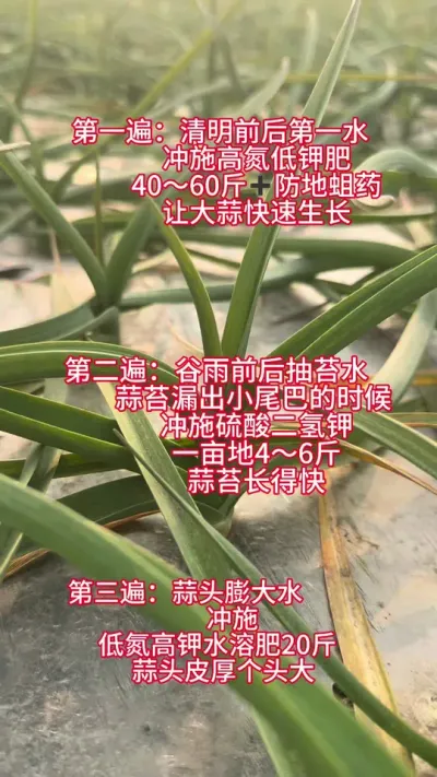 #����ݪֲ#������ũ#����