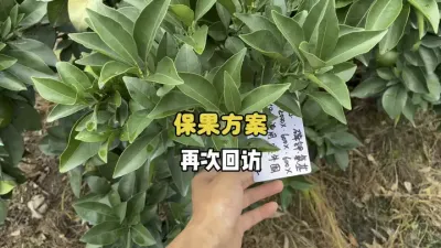 �ٴλطñ���������ӡ֤���ٱ������� #ũҵݪֲ #����ݪֲ #���� #��ũ #�������� 