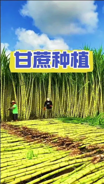 甘蔗种下去之后只要饿不死就往死里饿，不要浇水也不要施肥#甘蔗种植#甘蔗施肥技巧