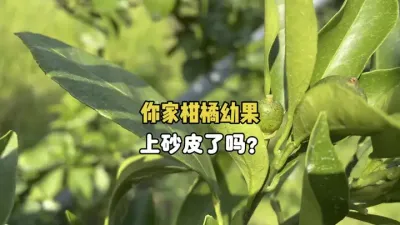快看看你家柑橘幼果有没有感染砂皮病 #砂皮病 #农业 #三农 #果树管理 #柑橘种植 