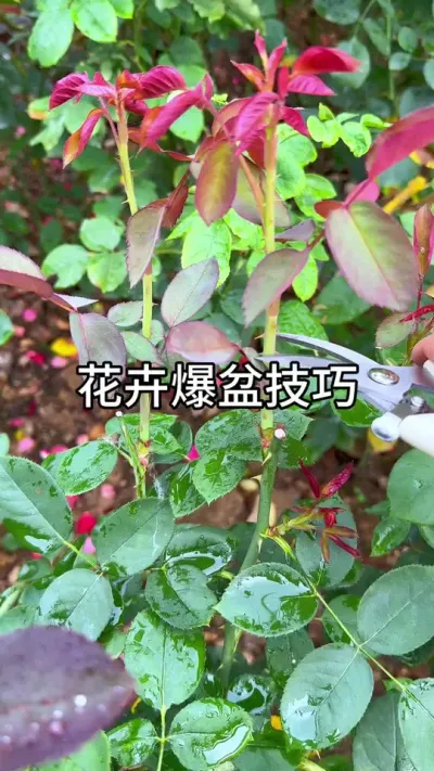 养花爆盆小技巧#花卉绿植 #养花 #种植小技巧