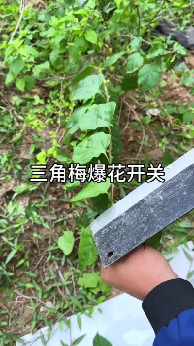 ��������÷�ı�������#������ֲ #ݪֲС���� #����