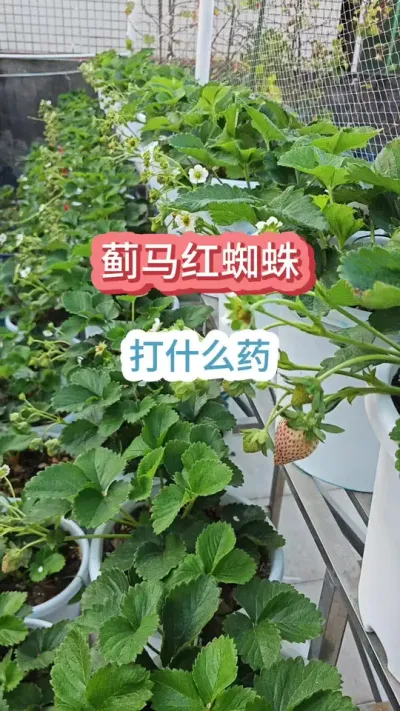 ��ݮ�м�������ô������ݮ������֩���ʲôҩ����֩����ʲôҩ������������ʲôҩ���� #��ݮ�� #�ֲ�ݮ #��ݮ���溦���� #��ݮ��֩�� #��ݮ����