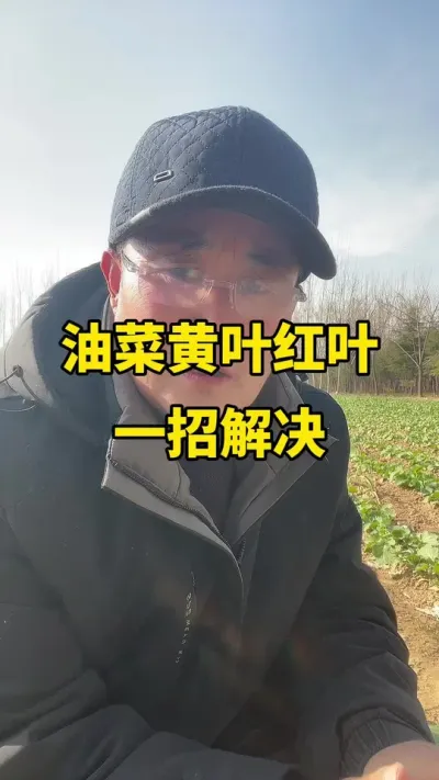 �Ͳ˻�Ҷ��Ҷһ�н��#�Ͳ�ݪֲ #�Ͳ˸߲� #�Ͳ�ݪֲ����