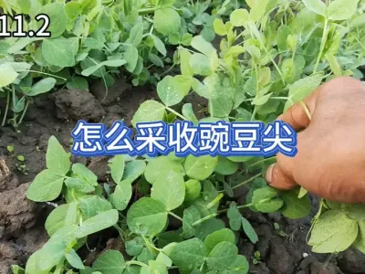 �㶹����ʲôˮƽ���Բ��յ�һ���㶹�������պ�ʩ����Ҫע��ʲô #��ũ #�ֲ� #ݪֲС���� #��¼�ҵ�ũ������ #����ͷ��һ�� 