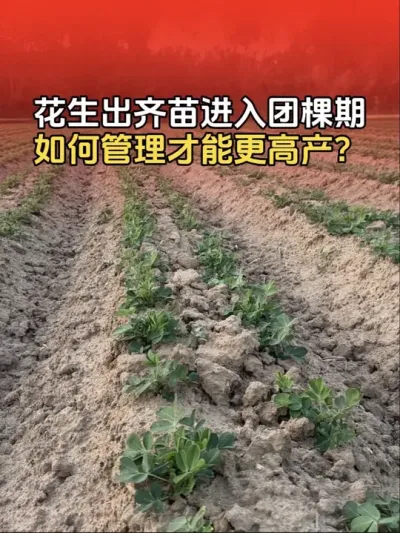 花生出齐苗进入团棵期，如何管理才能更高产？#花生 #花生高产种植 #花生高产 #分享农业知识帮农民增产增收 #传播农业小知识