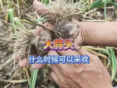 大蒜头最佳采收期是什么时候，不宜过早也不宜过晚，收获正当时！ #三农 #蔬菜种植 #抖音助农 #大蒜头 #丰收的喜悦 