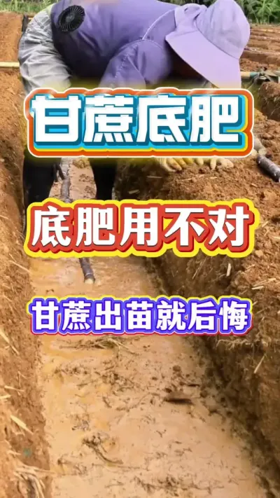 �����ѧ��ݪֲҪ�켰������յĵ׷ʼƻ���#��Ըݪֲ#����ʩ��#����׷�