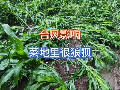 ̨�羭�ɲ�԰�Ӻ��Ǳ������������ֵ������ܲ��ɻ� #��ũ #ũҵݪֲ #��ũ������ #��ũ�� #ݪֲС���� 