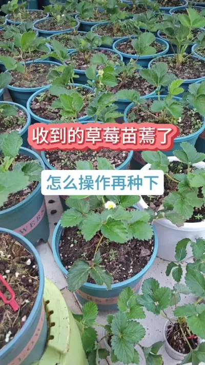 ��ݮ��ݪֲҪ������ݮ������������������ô�ֲ�ݮ���յ���Ϳ���������#��ݮ�� #�ֲ�ݮ #��ݮݪֲ #���Բ�ݮ #��ݮݪֲ����