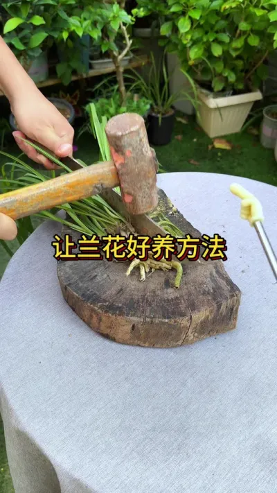 ��������ú�����Ҫ��#������ֲ #ݪֲС���� #����