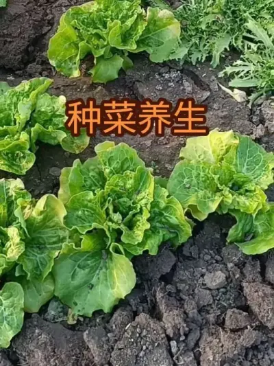 �ֲ�������������