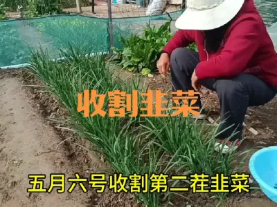 多长时间收割一茬韭菜？韭菜撒草木灰#韭菜