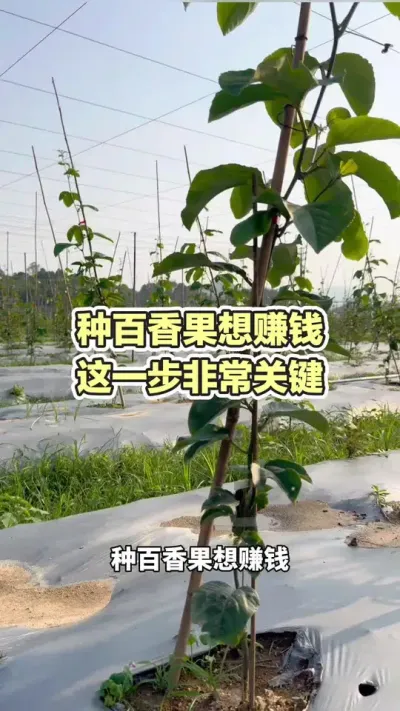 �ְ������׬Ǯ ��һ������Ҫ��#�����ݪֲ #�����ݪֲ���� #�ƽ�����ݪֲ���� #����� #��ΰ��