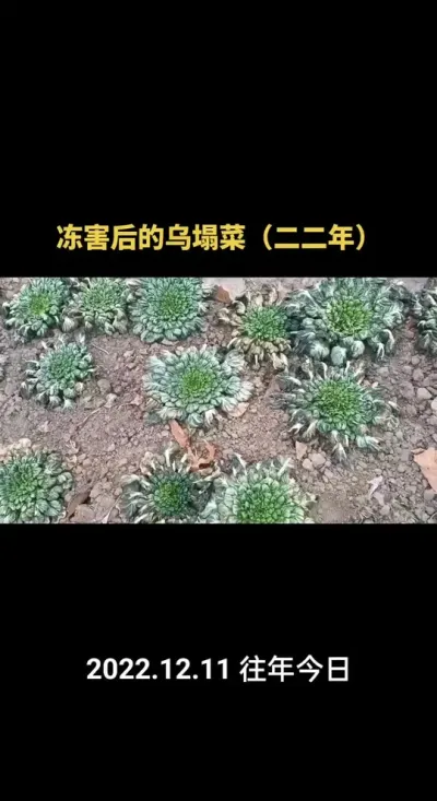 ����������������ˣ�2022�꣩