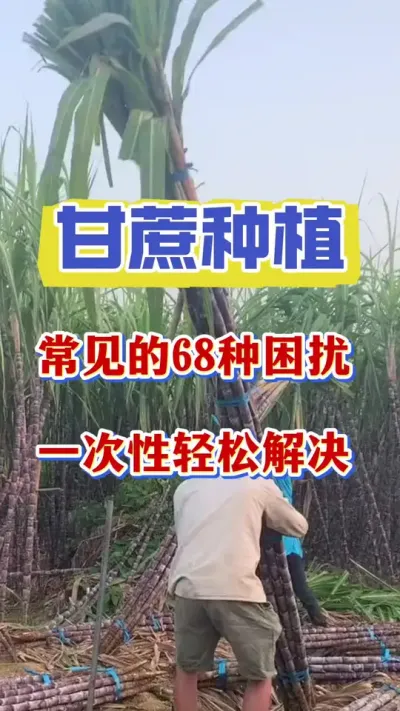 ���᳣����68��������һ�����ɽ��#����ݪֲ #����