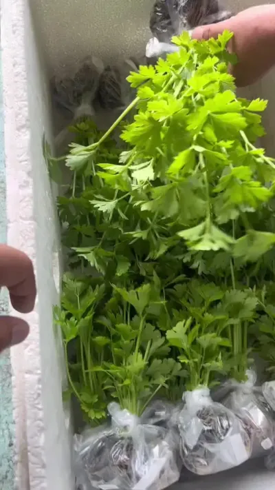 ���������� �ﶬ�����ͺ��߲������������������������������ϲ������٭ץ��ݪֲ������#�ֲ� #�ﶬ����#�ͺ��߲��� #����#ˮ������о