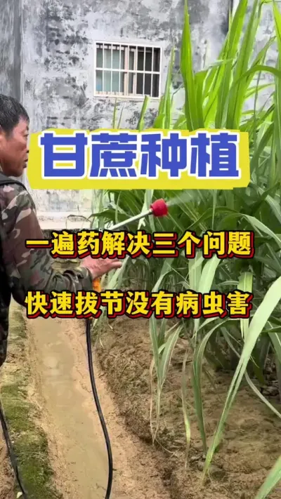 һ��ҩ������������������ҵĸ�����ٰνڳ�����û�в��溦#����ݪֲ #�������� #����ν�