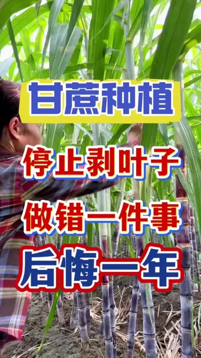 ��ֹ��Ҷ�����м�����һ���������һ��#����ݪֲ#�������#����ν�