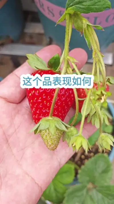 ��ݮ1�Ų�ݮ��������������ݮ��ݪֲ����#��ũݪֲ #���Բ�ݮ #��ݮݪֲ #��ݮ�� #�ֲ�ݮ