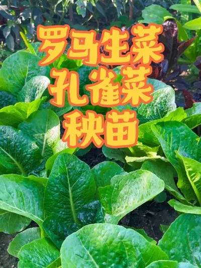 ��ȸ�������� ���ʱ����ʱ���ݪֲЩ��ȸ�������ó���Ŀ�ô���������С�׶�����ֱ��ݪֲ������Ҳ��������������ϲ������٭��Ҳݪֲ���Ű�#��ȸ�� #�������� #�������� #������ #�＾�߲�