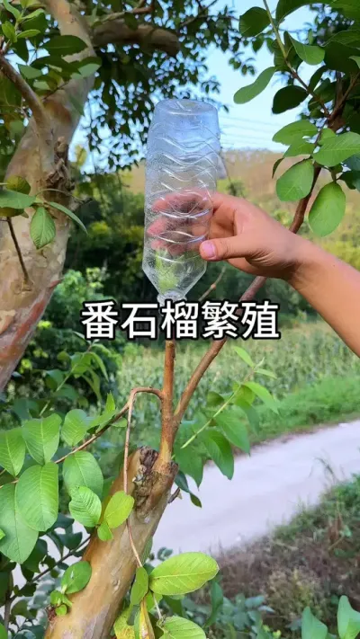 ��ʯ������С����#������ֲ #ݪֲС���� #����