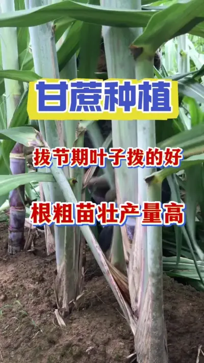 �������·ݰν��ڲ�Ҷ��Ҳ����Ҫ�Ļ���������Ҷ�Ӳ��ĺ���Ʒ�ʲ����ܲ���#����ݪֲ #���� #����ʩ��Ҫ��