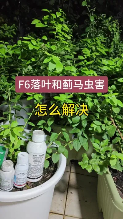 F6����������Ҷ��ô������ݮ�������˴�ʲôҩ����ݮ��������������������ݮ��ô����#��ݮ���溦  #��ݮݪֲ #������ݮ #��ݮݪֲ���� #��ݮ��