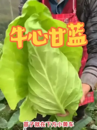 ţ�ĸ����������� ˮ����ţ�ĸ���������������������������������ݪֲ����ϲ������٭��Ҳץ��ݪֲ���Ű�#��ũ������ #ţ�ĸ��� #ţ�İ��� #ţ�ĸ����������� #�����Ż���???