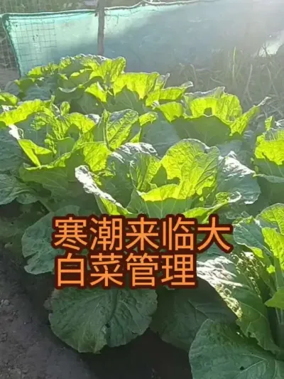 ����������ȷ����������