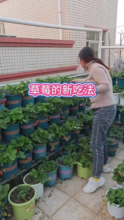 ��ݮ���³Է���ժ��ݮ�� #��ݮ #���Բ�ݮ #��ݮ���� #ժ��ݮ #�ҵ�ũ������