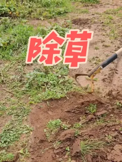 ����������һ�����Ǻ��õĳ��ݹ�������ĺ��ǰ����ʺϼ�ͥ��԰�ĳ�������#��ũ #ԭ����Ƶ #ũҵݪֲ #���������� #лл���������Ƽ�