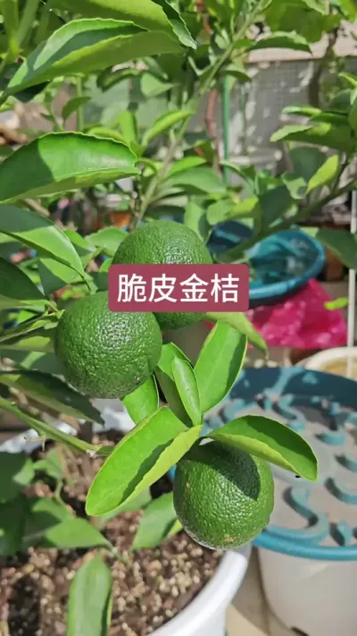 ¥���ֹ��������Թ�����ݪֲ�����ݪֲҪ��#��� #��Ƥ��� #������� #¥����԰ #ͥԺݪֲ