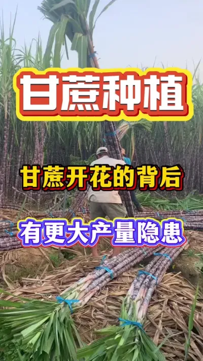 ����һ�Ż�������ֱ�ӿ��������Ż��ı�����ʵ�ǲ�����Ʒ�ʵ�˫������#���� #����ݪֲ#����ʩ��