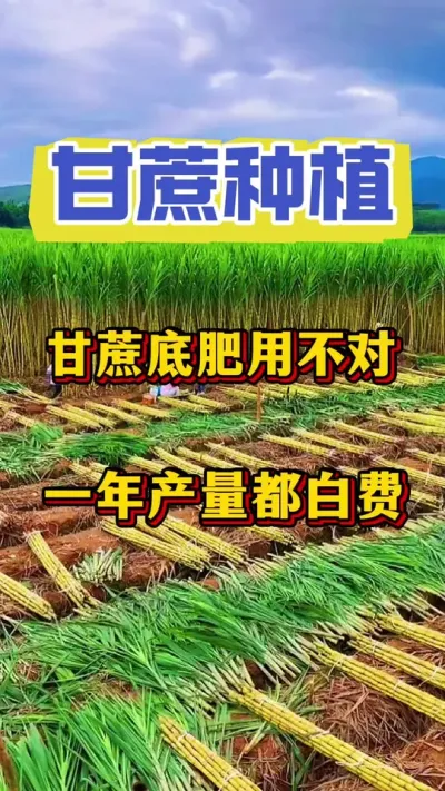 ����׷��ò����һ���𾢶��״����׷��ǻ�����ѡ�õ׷���������յ�Ҫ��#����ݪֲ#����ʩ��#����