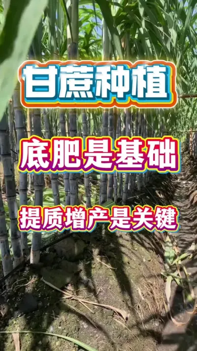 ������׷��ǻ������ú�һ�ε׷����ֵ����߰˱�׷��#����ݪֲ#����ʩ��#����