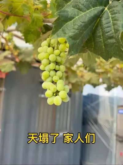 ����õ����ô��ôС ��������ָ�������ҵ�õ��˳��ȹ��ѹذ�#������ũ�� #����ũ��Ʒ #��ũ #ũҵݪֲ #�ҵ���������