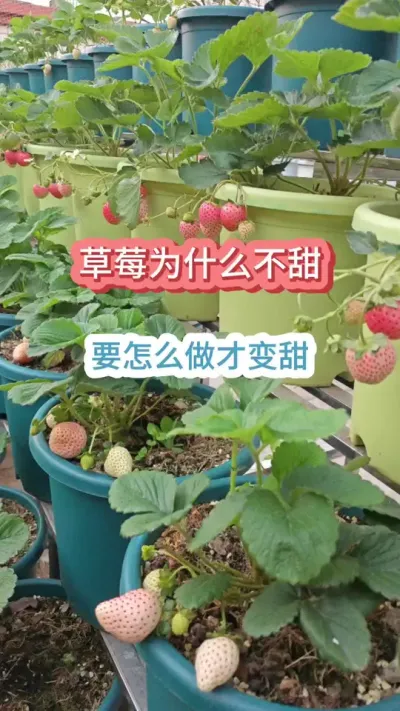 ������ʲôƷ�ֵĲ�ݮ������ݮ��ݪֲҪ������ݮ���������������ݪֲ�ݮ#��ݮݪֲ #��ݮ����Ҫ�� #���Բ�ݮ #��ݮ�� #�ֲ�ݮ