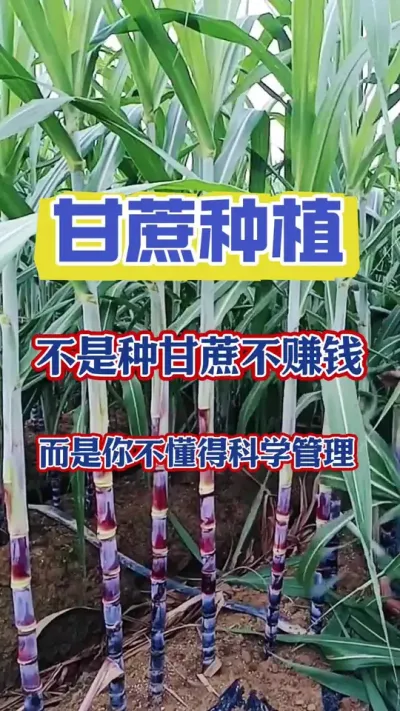 学会这个方法，也能让您家的甘蔗产量翻一翻收入翻一翻#甘蔗 #三农 #甘蔗施肥方法 #甘蔗高产