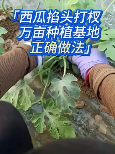 西瓜掐头打岔，90%人都做错了，核心竟在后面！ #种西瓜 #瓜农 #抖音助农#西瓜种植 #西瓜种植技术