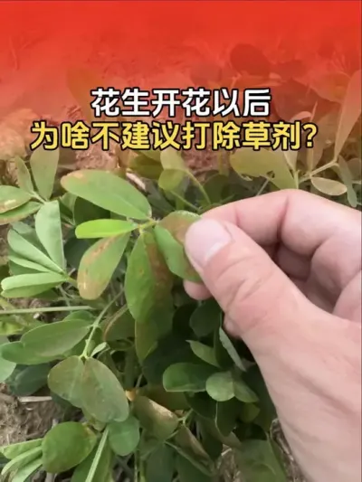 �����Ż��Ժ���Ϊɶ���������ݼ��� �����Ż��Ժ�����������ȥ����ݼ������⻨��������Ӱ��������ֱ�ӵ��¼�����#�����߲� #�����߲�ݪֲ #����ݪֲ #����ݪֲ�������� #����ũҵ֪ʶ��ũ����������