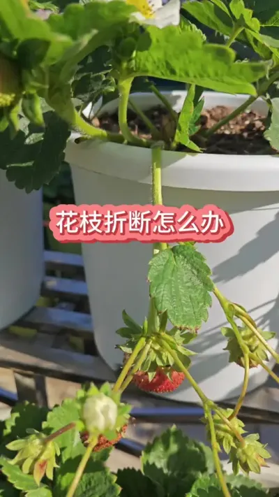 ��ݮ�Ļ�֦̫�������۶���ô������ݮ������Ҫ��#��ݮݪֲ #��ݮ����Ҫ�� #���Բ�ݮ #��ݮݪֲҪ�� #�ֲ�ݮ