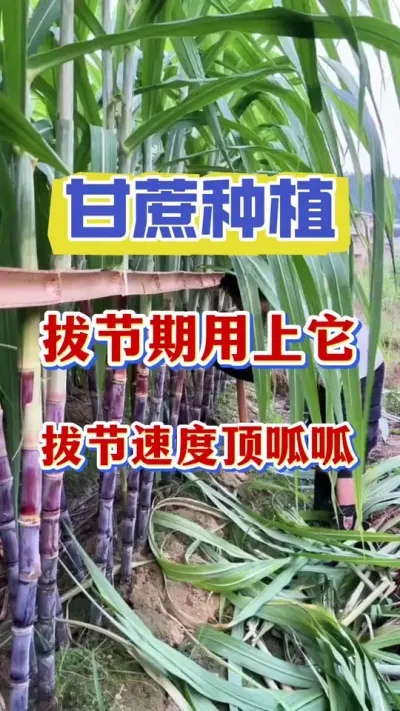 ����ν���������������������νڳ��ⶥ����#����ݪֲ#����ν�#��������