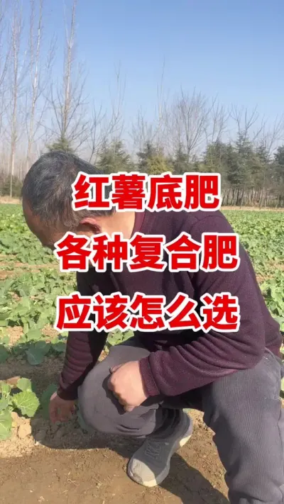 �����׷����ָ��Ϸ�Ӧ����ôѡ#����ݪֲ #����ݪֲ���� #�����߲� #��������