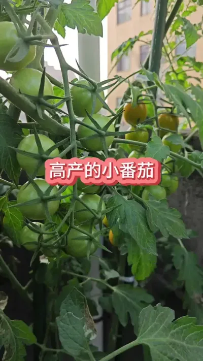 ��ô��С���ѵĲ�����һ����С���ѵ�����Ҫ����������С���� #С����ݪֲ #��С���� #����С���� #С���� #С������