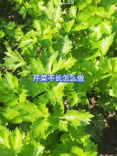 ��ͥݪֲ���۲�һֱ����ô����ʲôԵ��ԭ����Ҫ��ڸк÷��ϲ�Ҫ���� #��ũ #�ֲ� #ݪֲС���� #�۲� #ԭ�� 